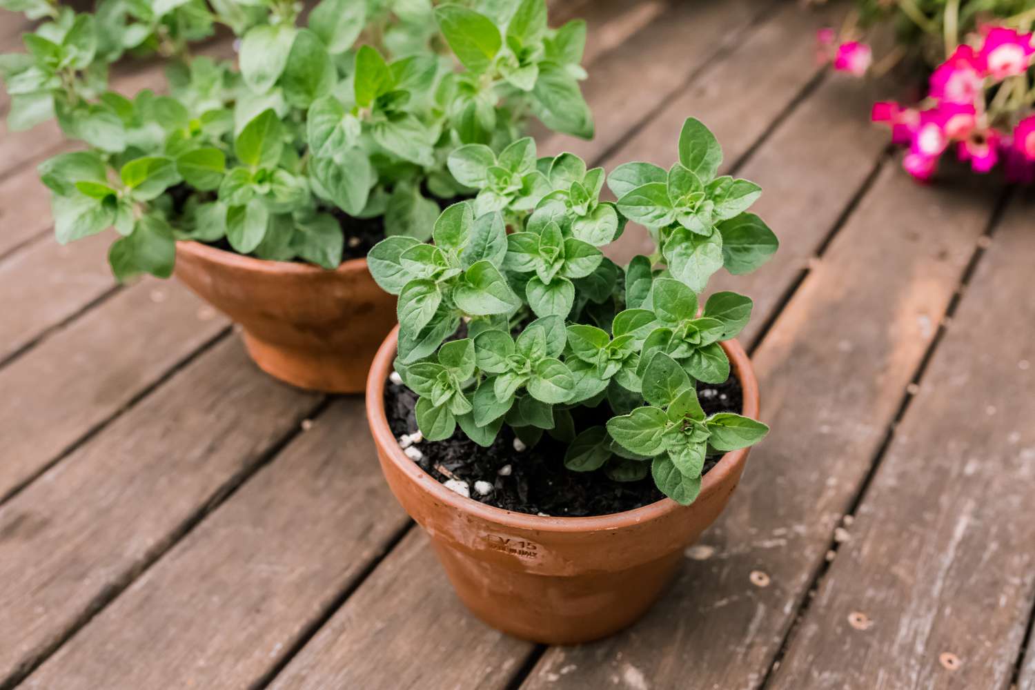 Greek Oregano