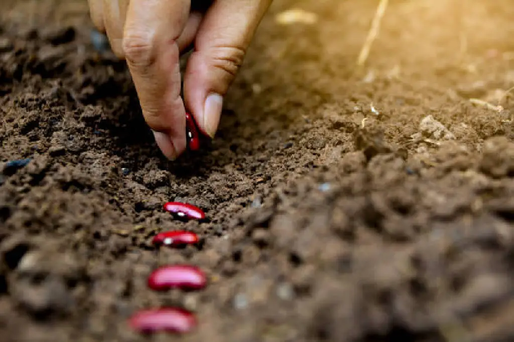 Green Bean Sowing Technique