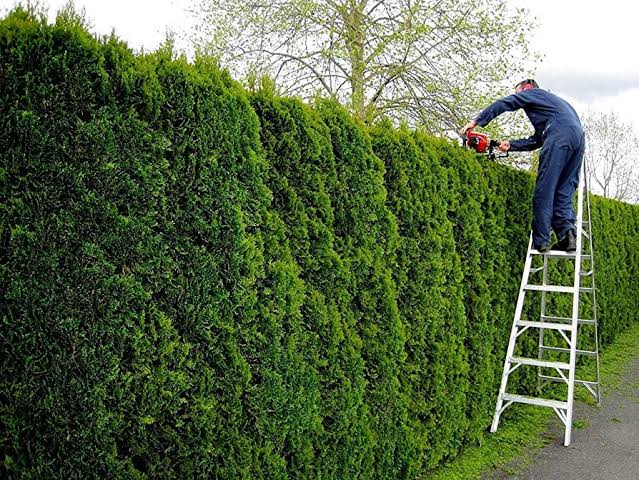 Green Giant Thuja (Arborvitae)