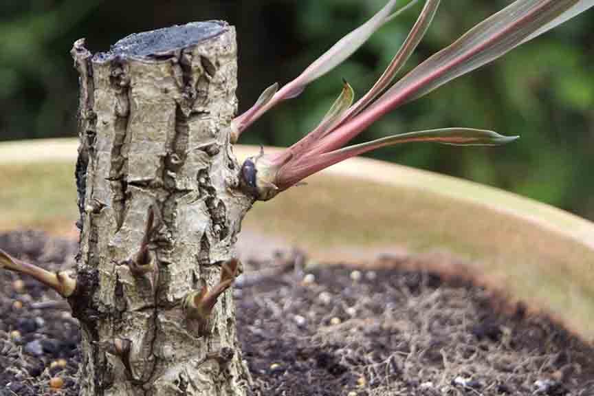 Grow Cordylines in Containers