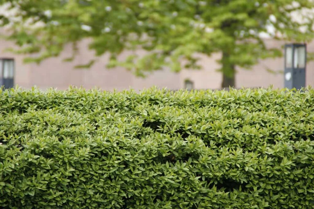 6 Tips for Selecting the Best Native Hedging Plants