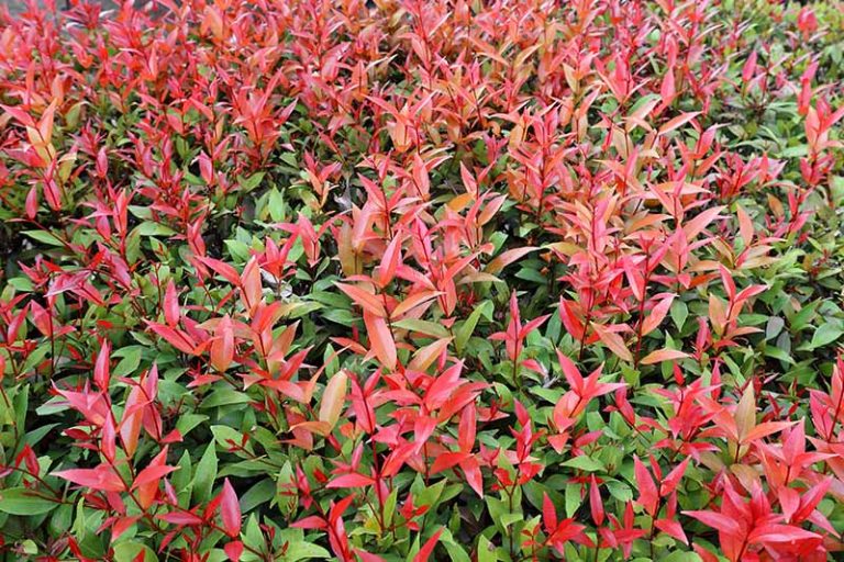 Grow Photinia with Seeds