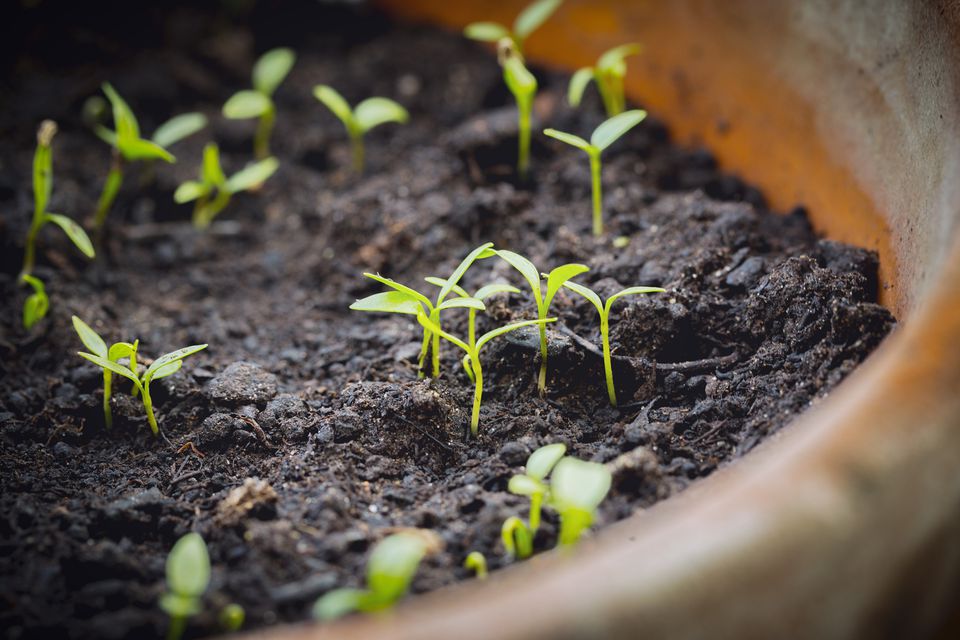 Grow the Cuttings