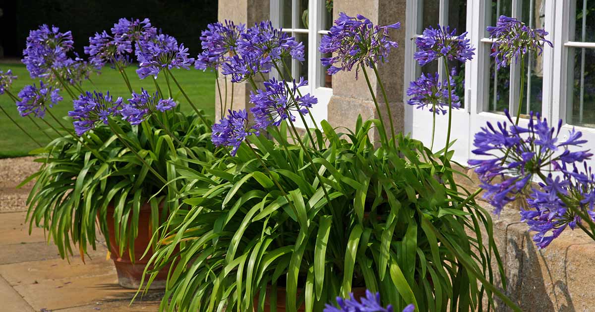 How to Plant Agapanthus in Pots: 6 Simple Steps