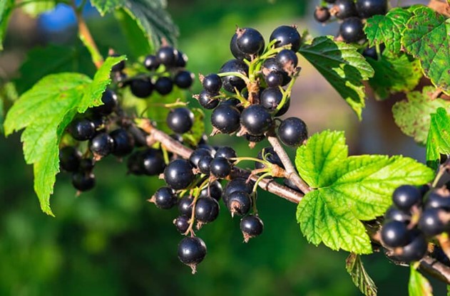 Growing Blackcurrants