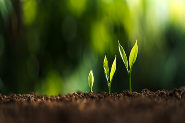 Growing Celery in the Right Way (1)