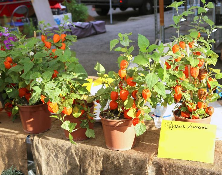 Growing Chinese Lanterns in Containers or Pots