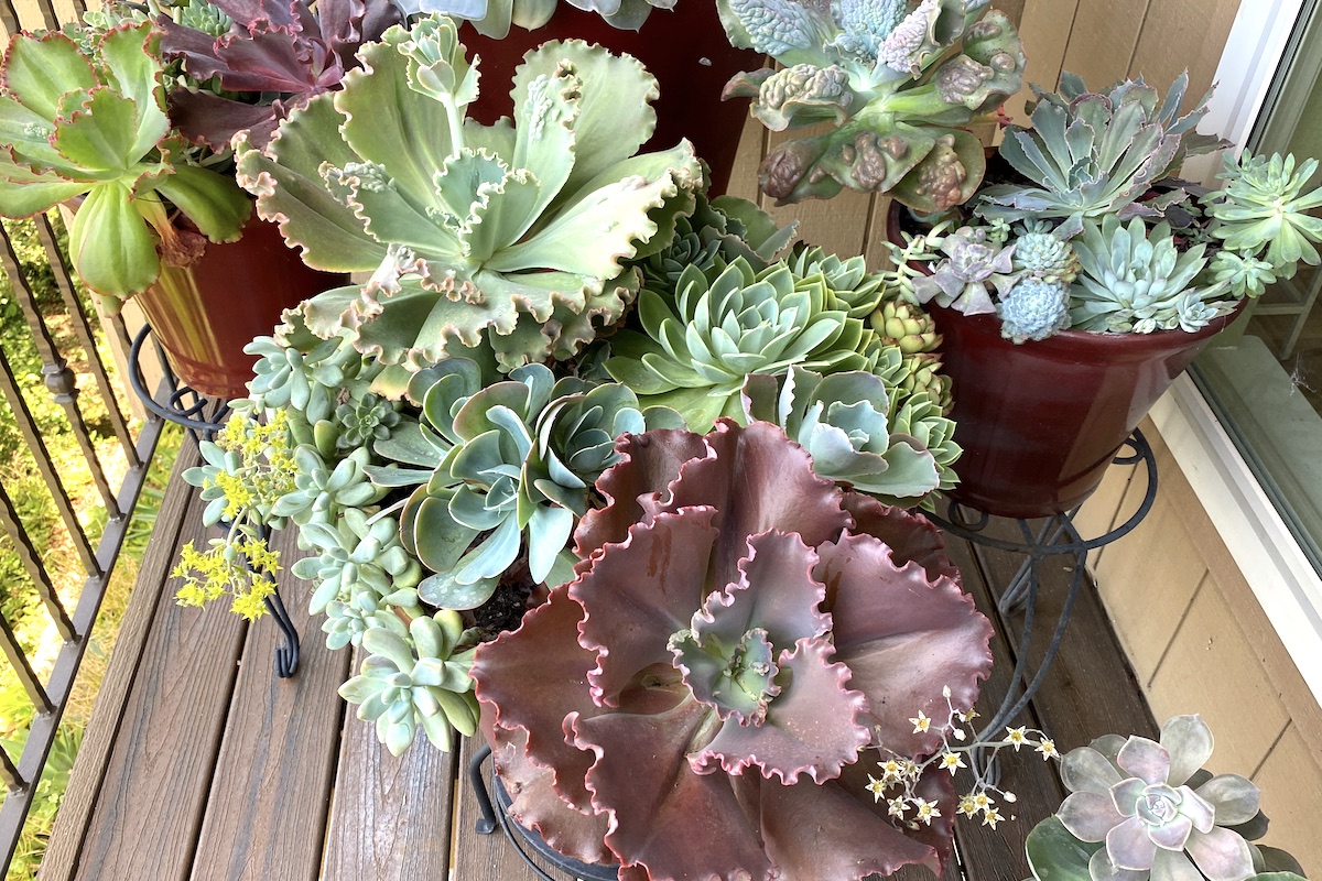 How to Grow and Care for Echeverias: A Beginner’s Guide