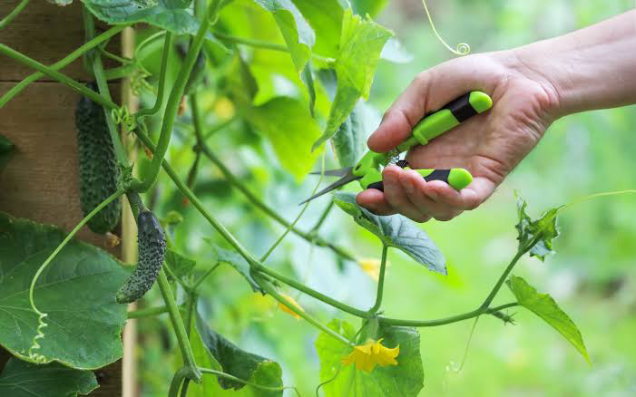 Growing Conditions of Cucumber