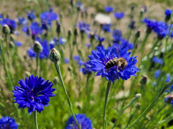 3 Simple Steps to Grow Stunning Cornflowers from Seed