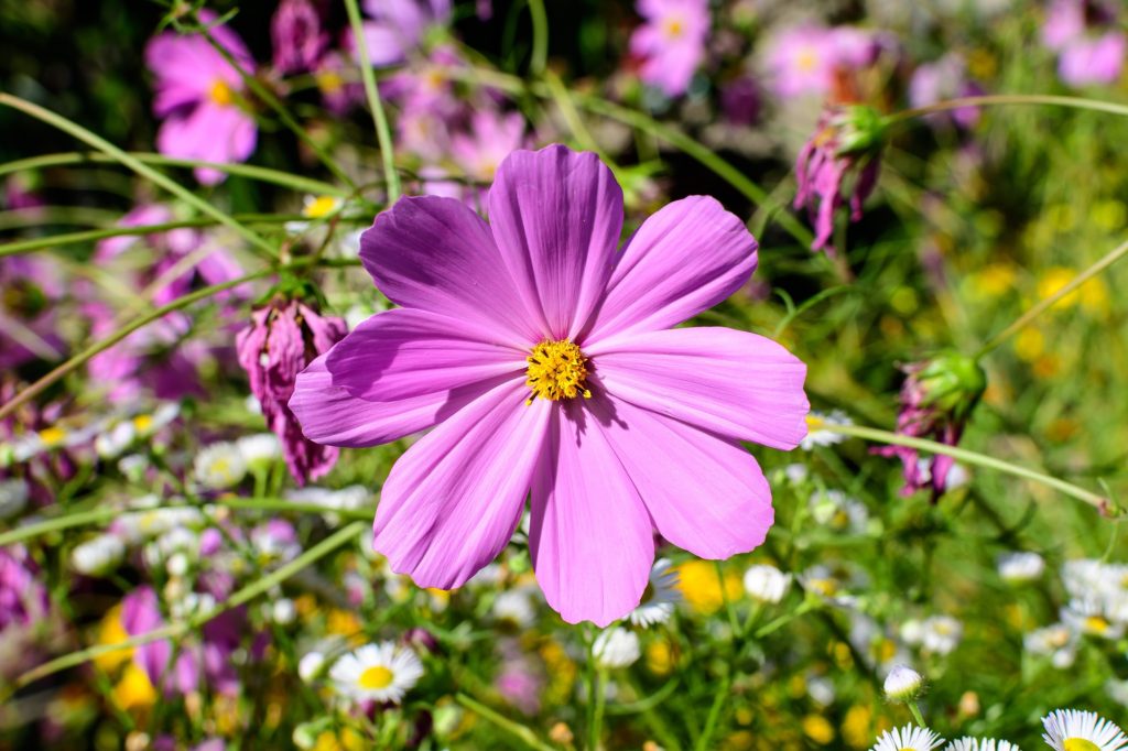 Growing Cosmos In Pots - Expert Tips