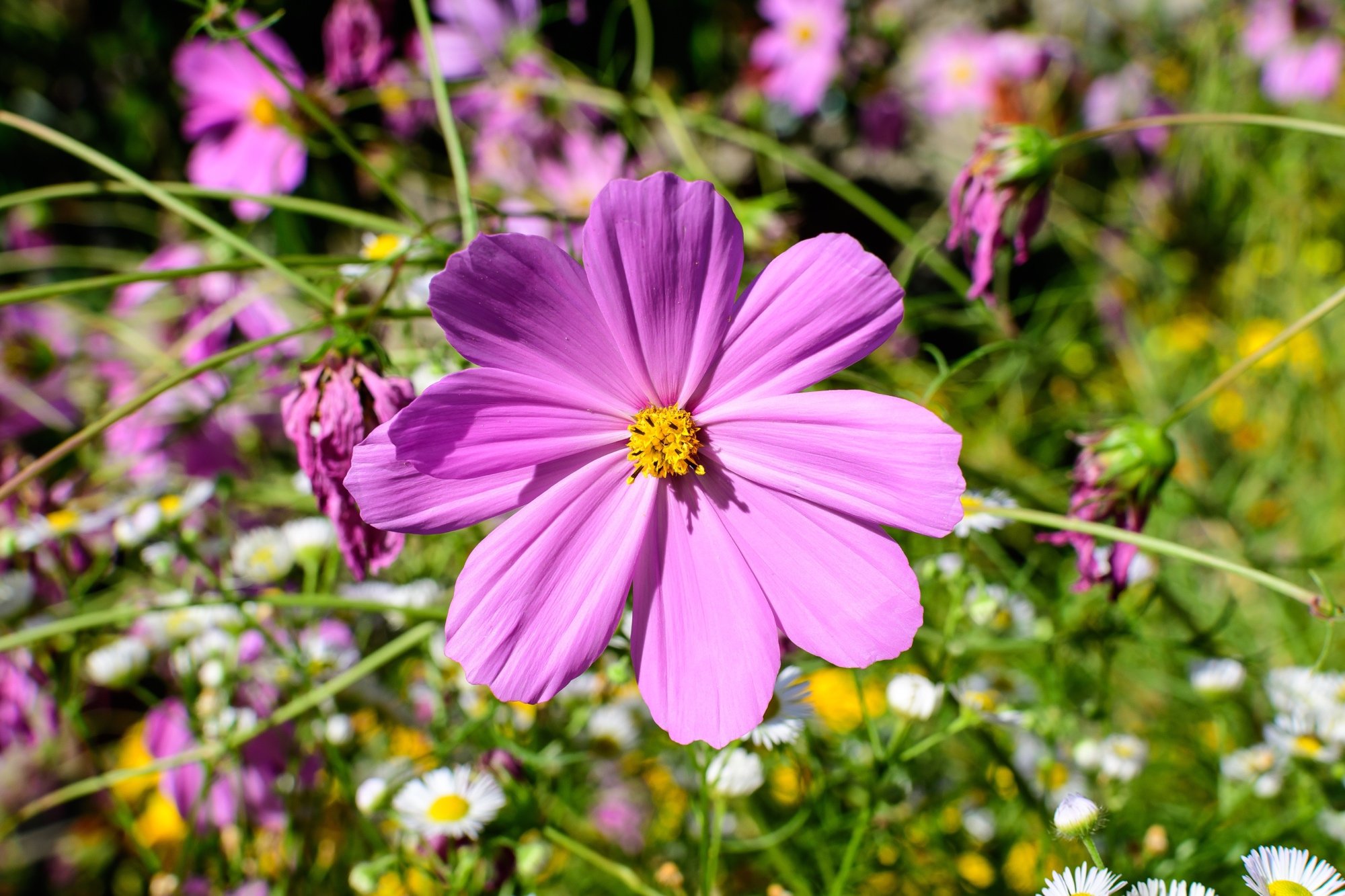 Top 6 Expert Tips For Growing Cosmos In Pots Effectively