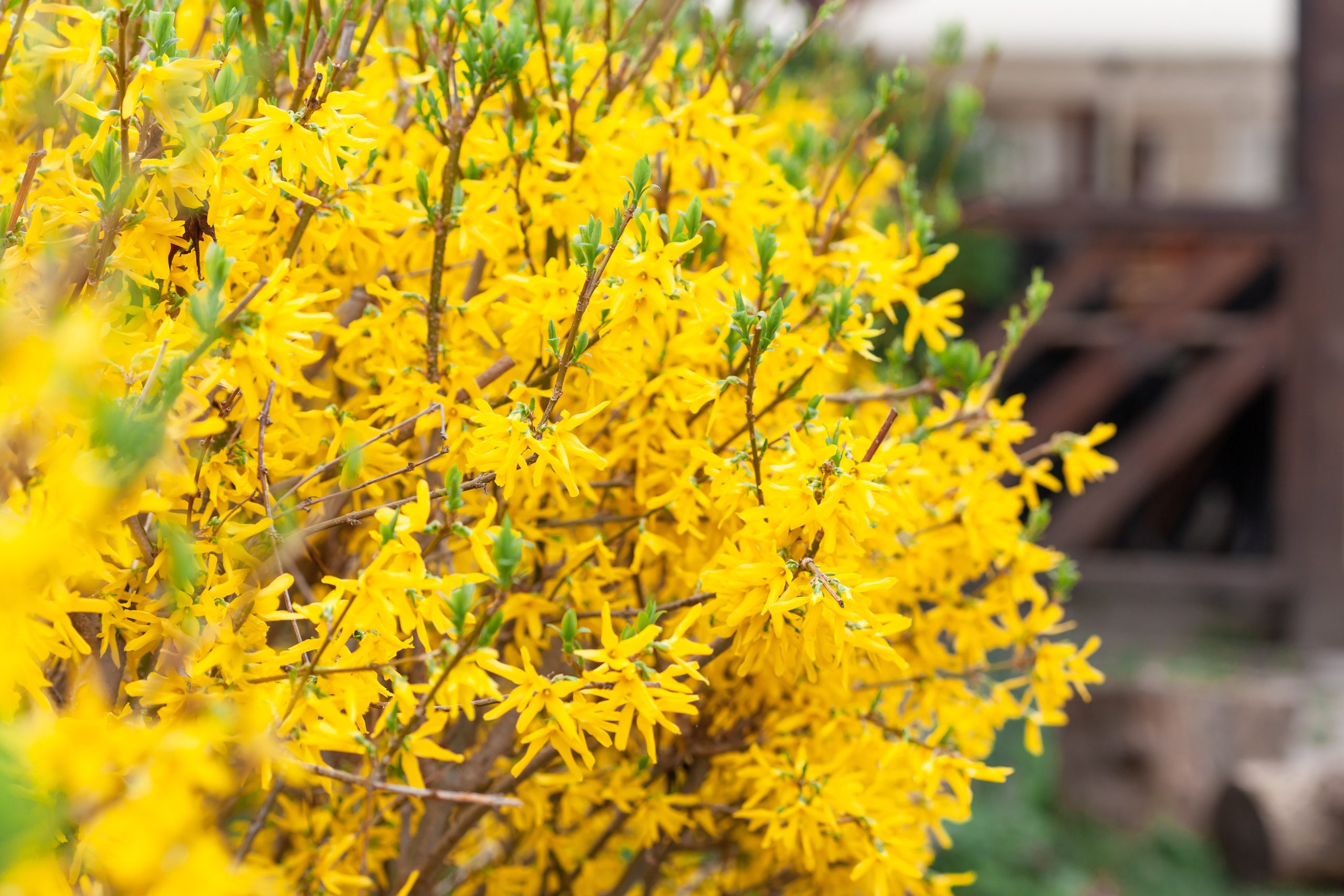 How to Grow Beautiful Forsythia Flowers in Pots or Containers