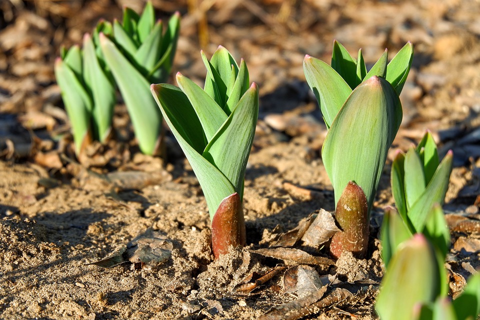 Tips for Growing Leeks from Seed Successfully (Indoors & Outdoors)