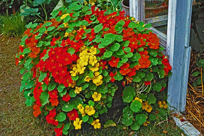 Step-by-Step: Growing Nasturtiums from Seeds in Just 5 Easy Steps