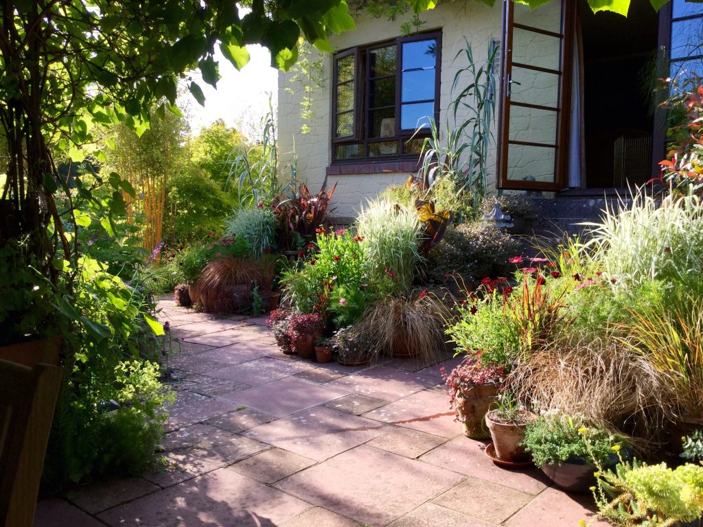 Growing Phormium In Pots