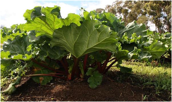 Growing Process of Rhubarb