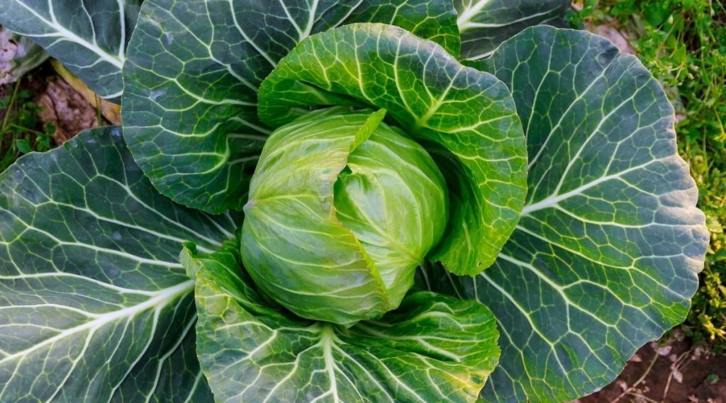 Growing Spring Cabbage