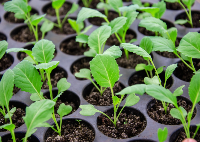 Growing Spring Greens Indoors