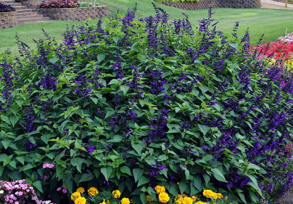 Growing Techniques of Salvia