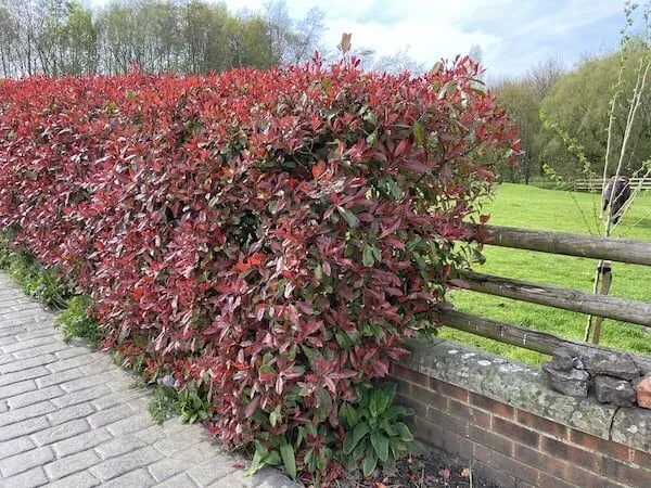 Growing the Photinia Red Robin Hedges.jpg