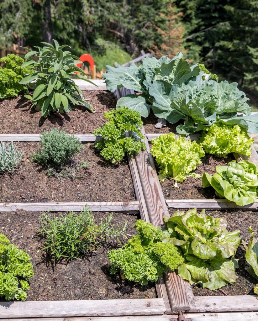 Growth of Plants Through Seeds