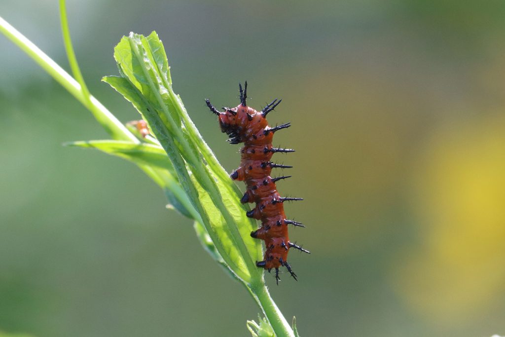 Gulf Fritillary