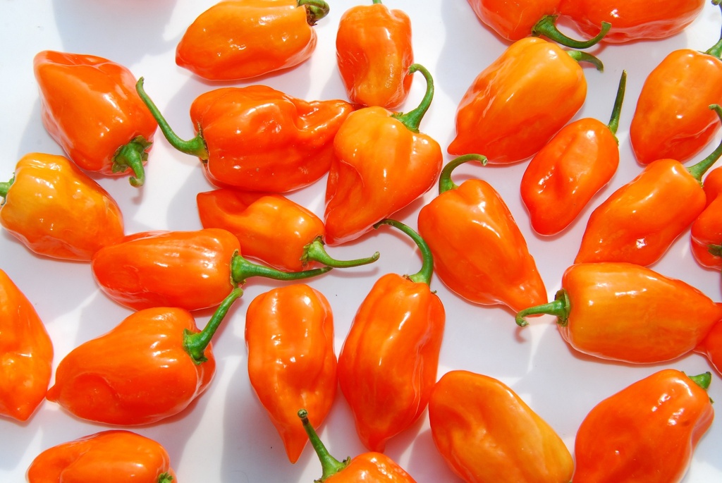 Habanero