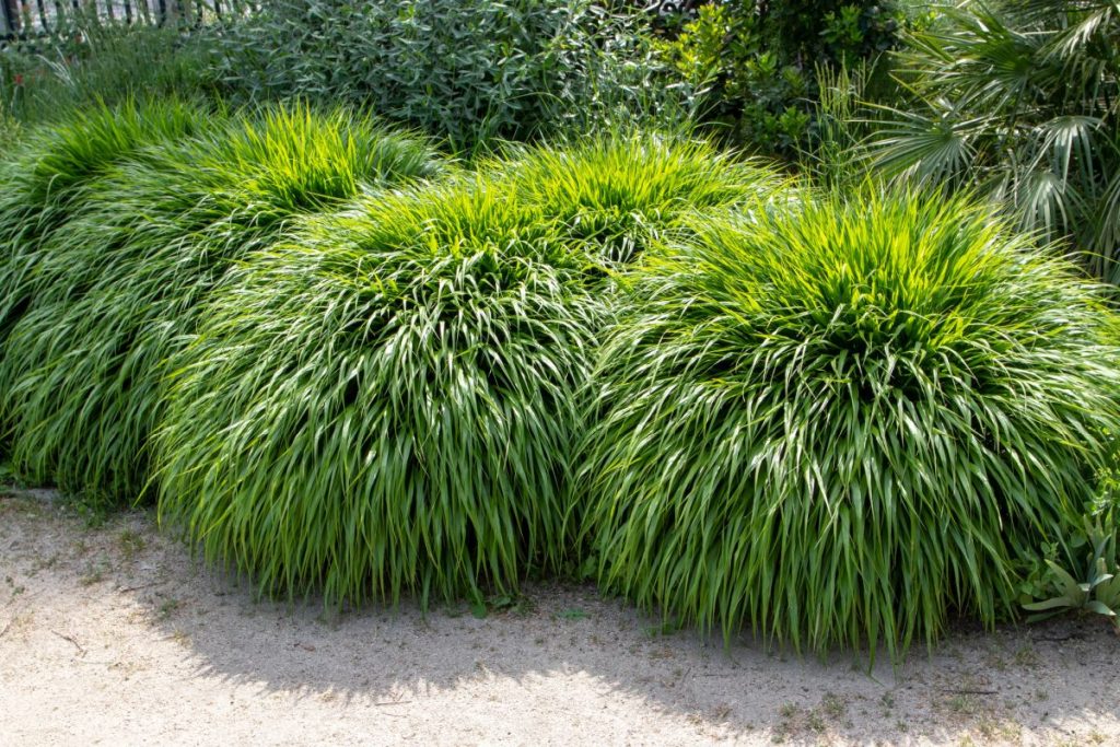 Hakonechloa