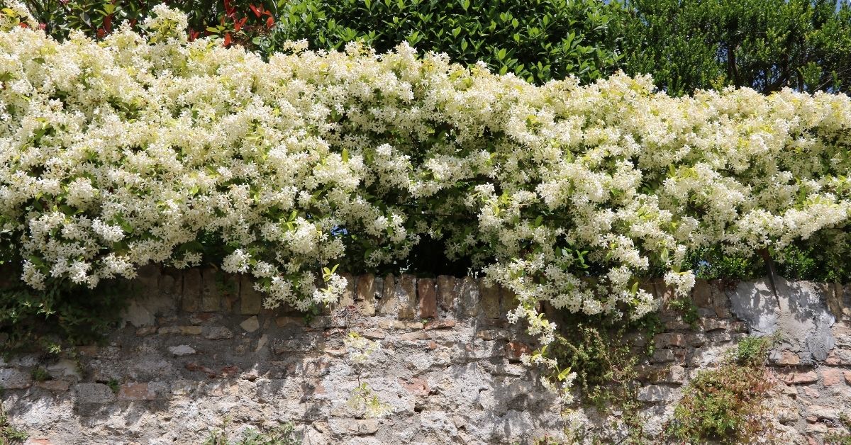 25 Hardy Climbing plants and Shrubs for Winter [UK]