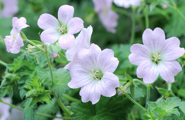 List of 20 Hardy Geranium Varieties to Enhance Your Garden