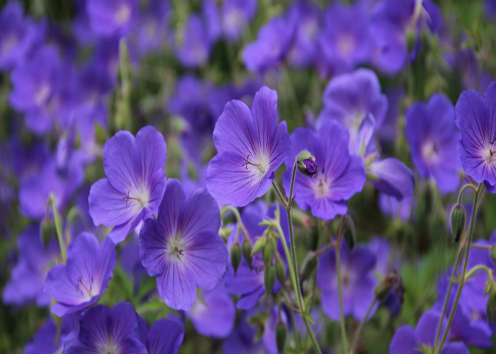 Hardy Geraniums