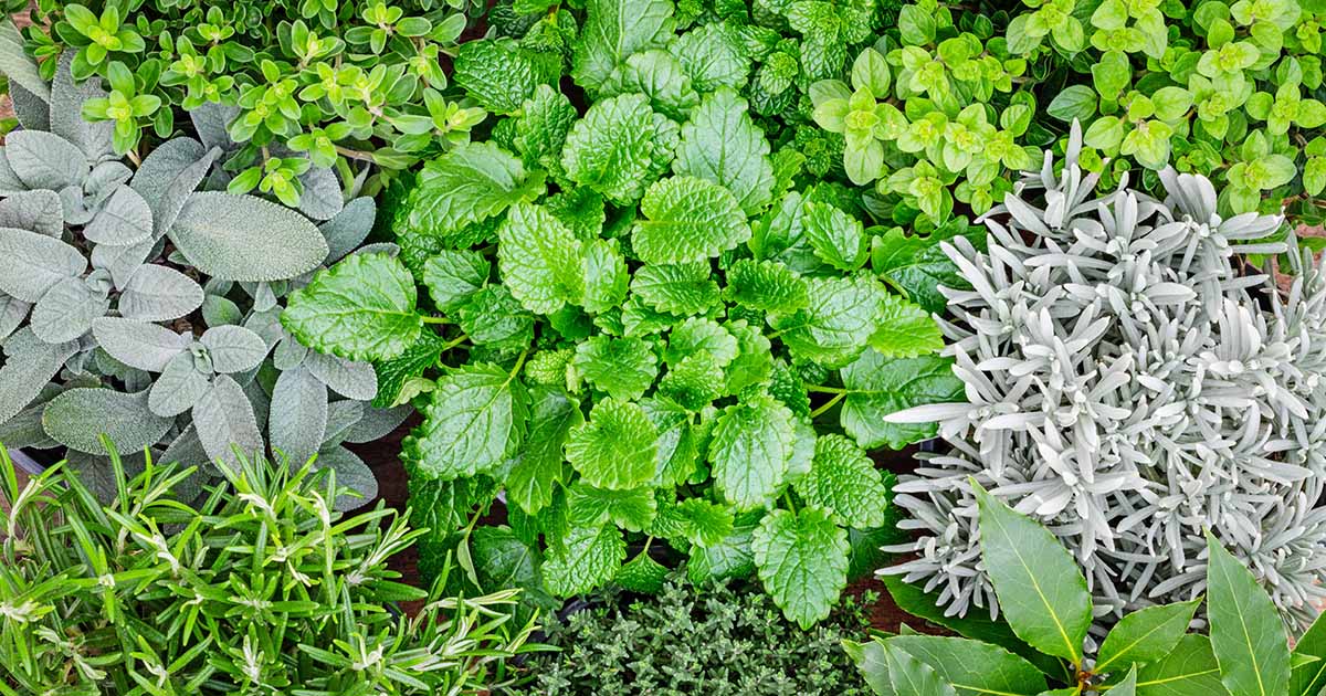 Top 15 Outdoor Hardy Herbs to Grow in Your Garden