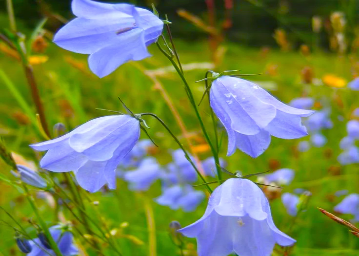 Harebell