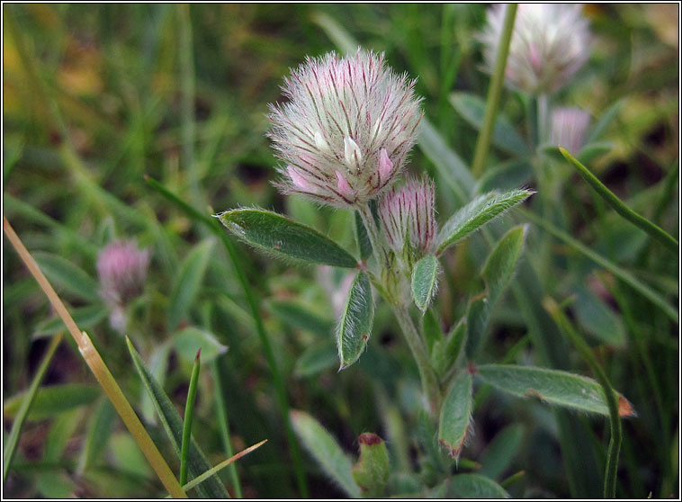 Hare's foot clover