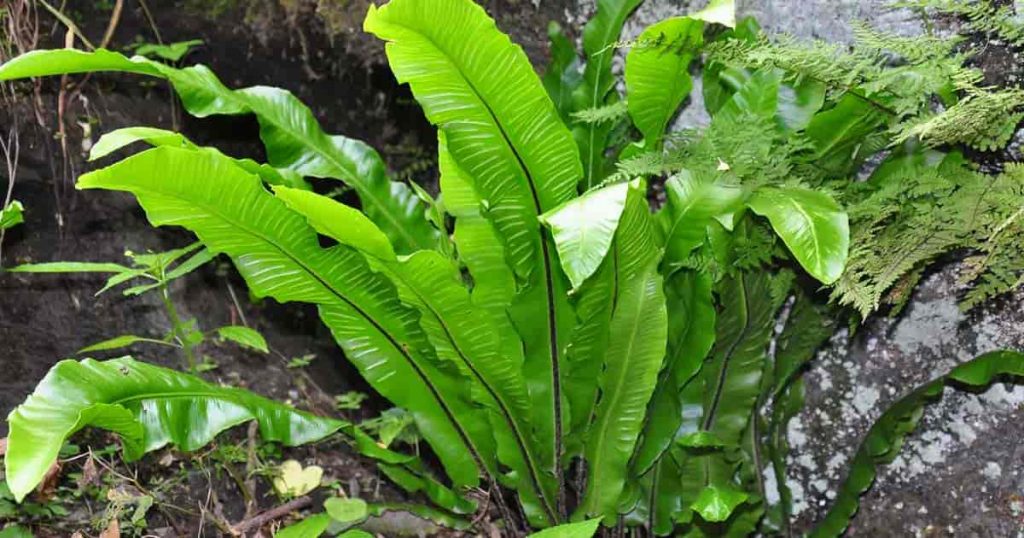 Hart's Tongue Fern