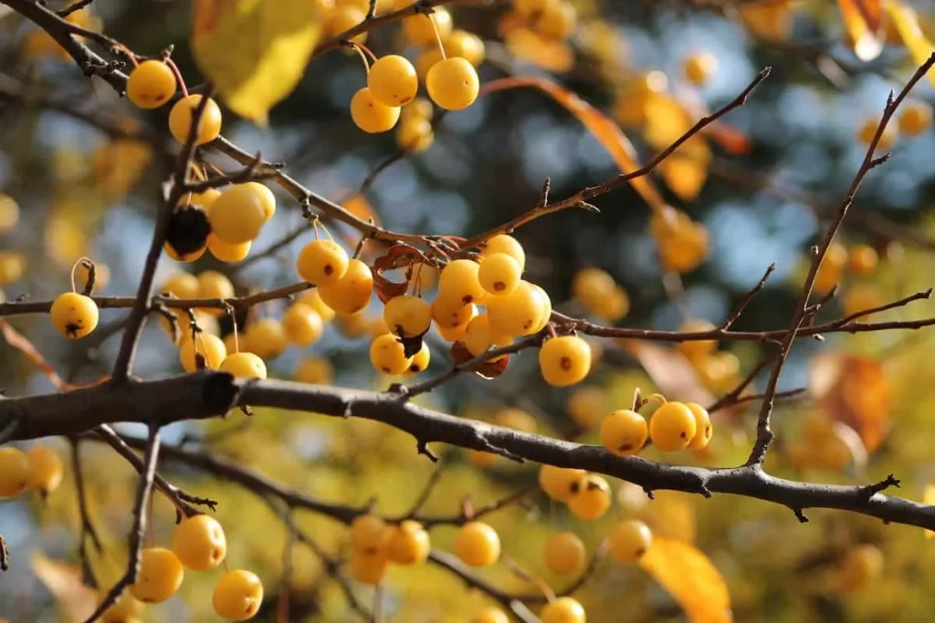 Harvest Gold