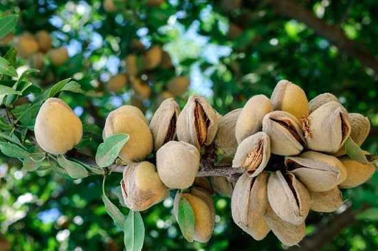 Harvesting Almonds