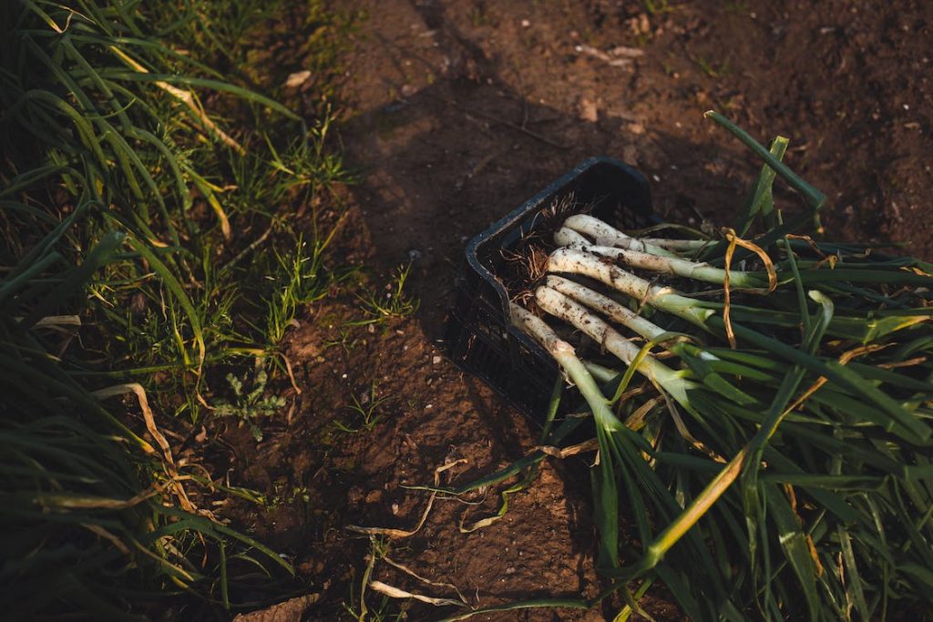 Harvesting Leeks