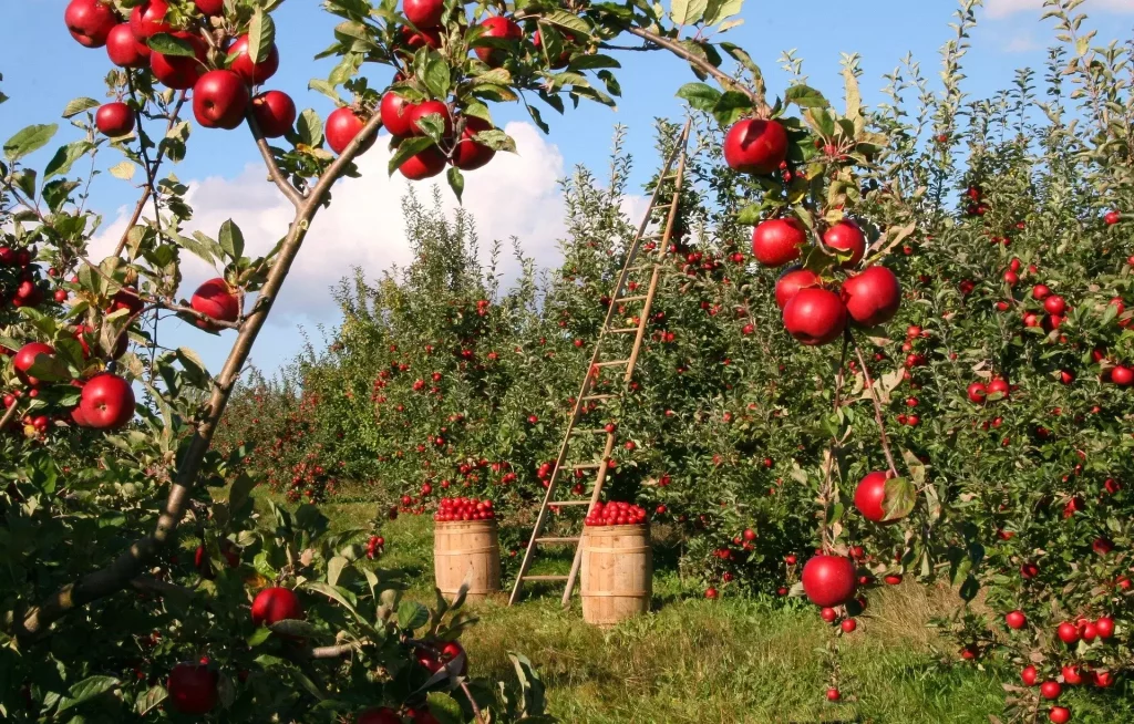 Harvesting Safety Measures