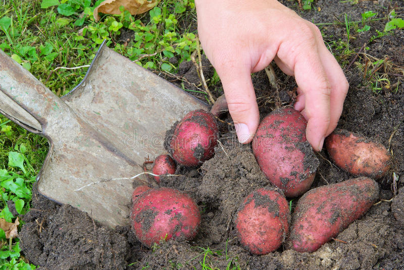 Harvesting The Potatoes