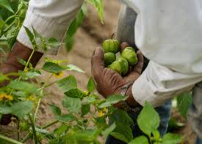 Harvesting Tomatillos