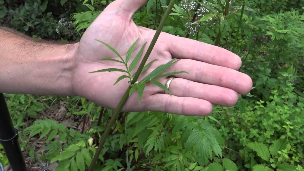 Harvesting Valerian