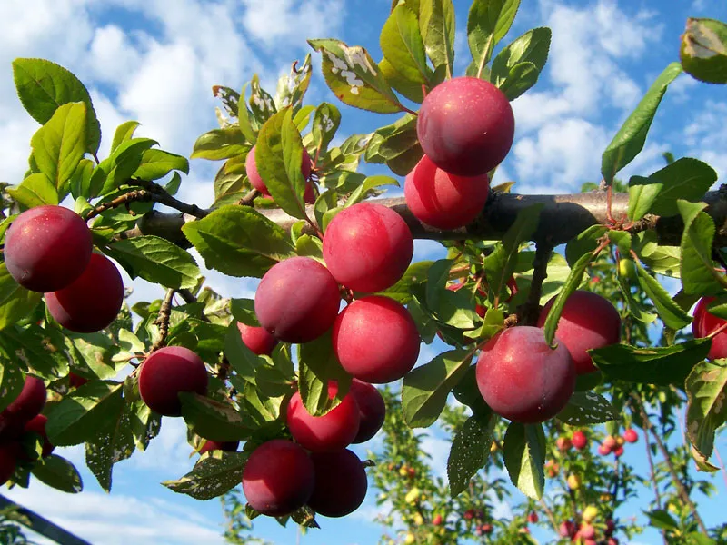 Harvesting and Enjoying Plums