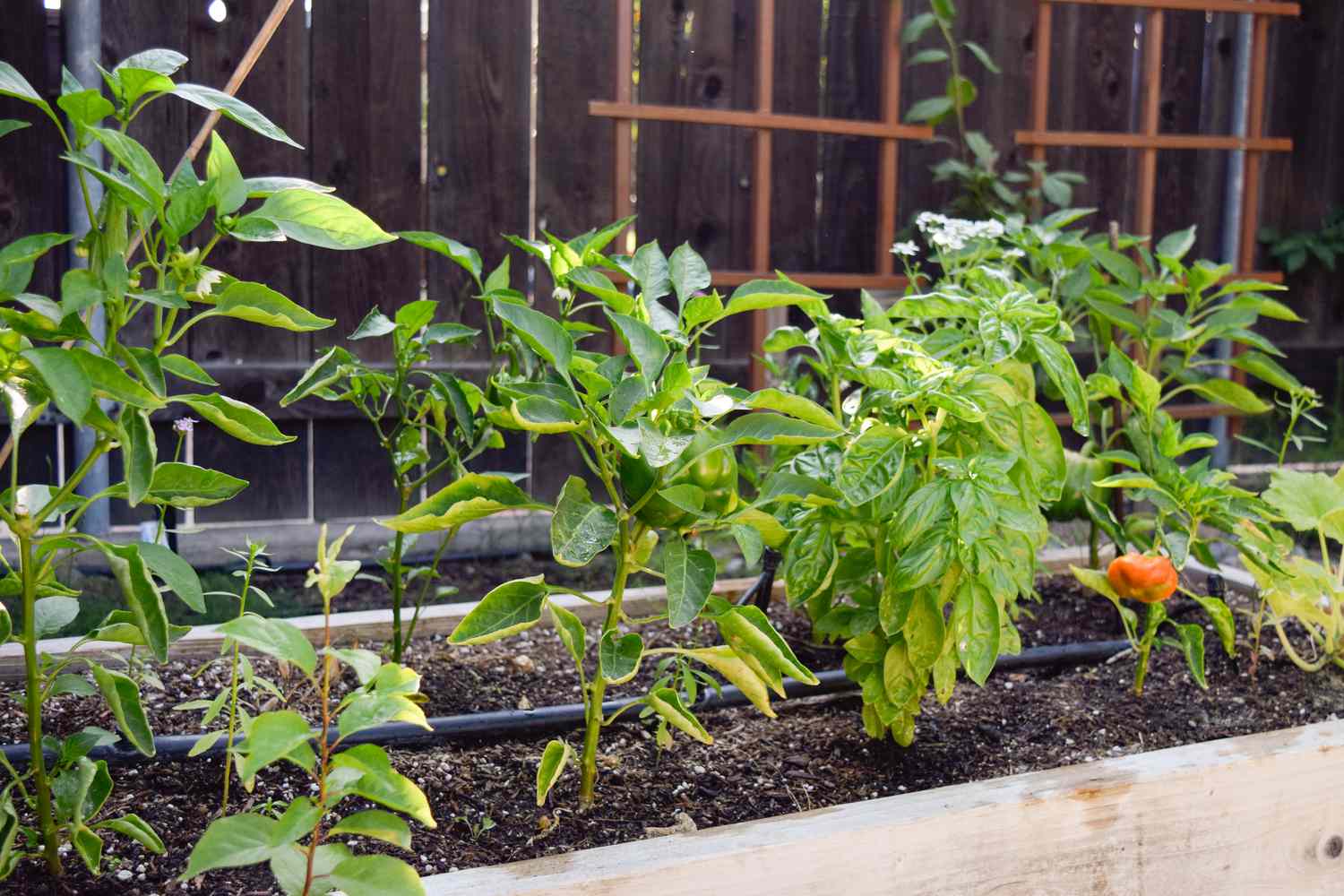 Harvesting and Using Compost