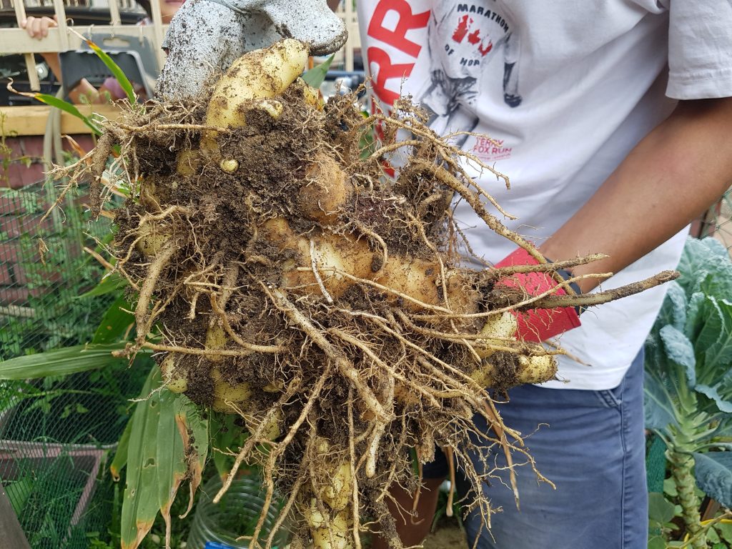 Harvesting of Ginger