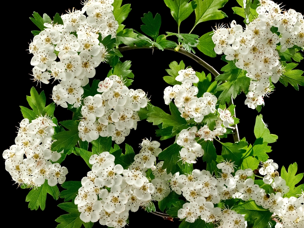 Hawthorn