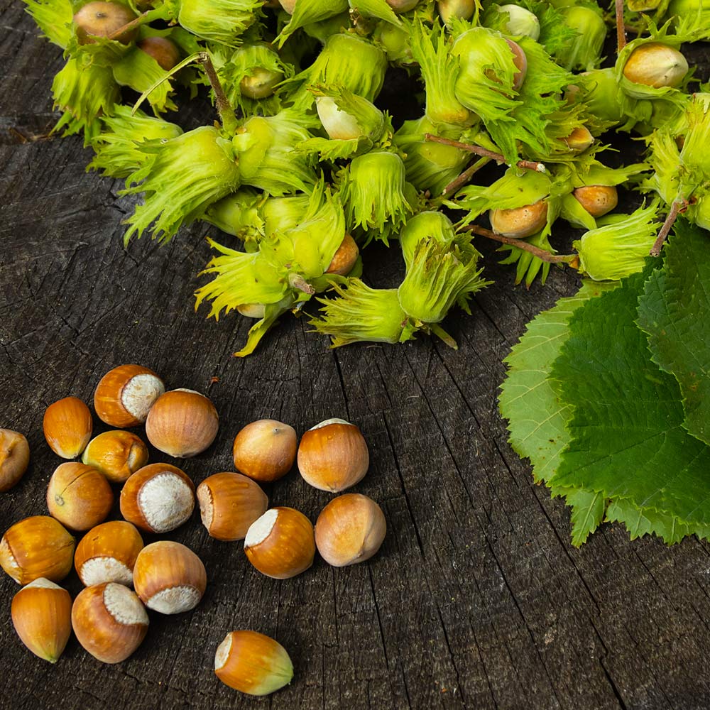 How to Grow a Luscious Hazelnut Tree from Scratch