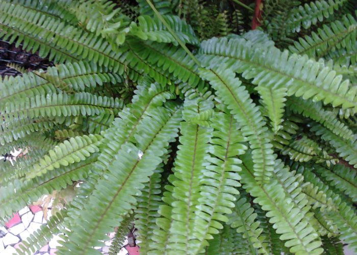 Health Benefits of Ferns and Companion Plants