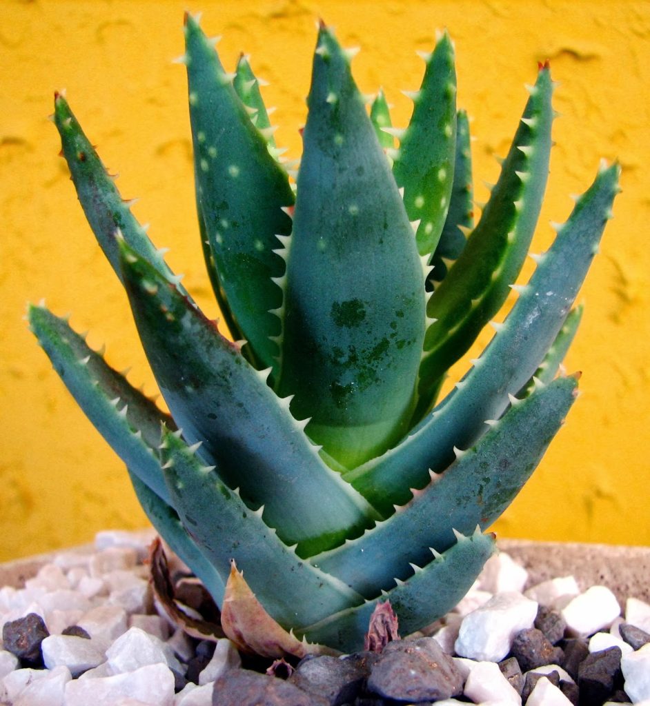 Health Benefits of Succulents Including Echeveria